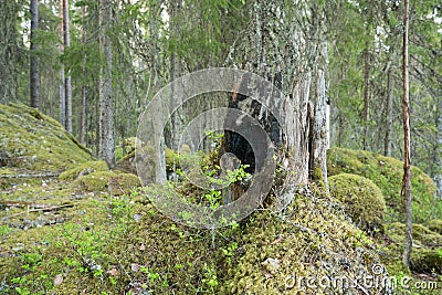 Old burnt stub in a natural untouched forest indicating a forest fire a long time ago Stock Photo