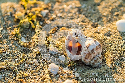 Old calcified seashell washed up on sea sand Stock Photo