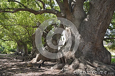 Camphor trees, very old and huge tree, Vergelegen Winery, Western Cape South Africa Stock Photo