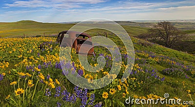 Old Car among Wild Flowers Stock Photo