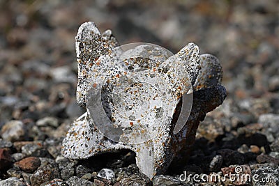 Old caribou vertebrate bone found on the arctic tundra, near Arviat Stock Photo