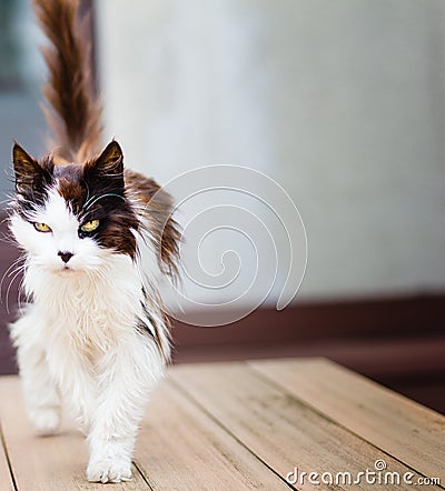 Old cat with golden eyes Stock Photo