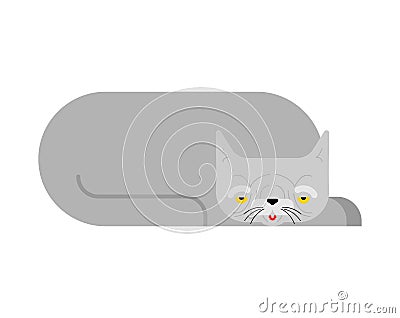 Old cat isolated. Grandpa cat. Vector illustration Vector Illustration