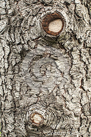 Old cedar tree bark closeup Stock Photo