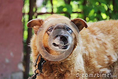 old chain red dog with a malignant inoperable tumor on the face in the area of the nasal cavity. Stock Photo