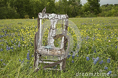 Old chair in field of bluebonnets Stock Photo