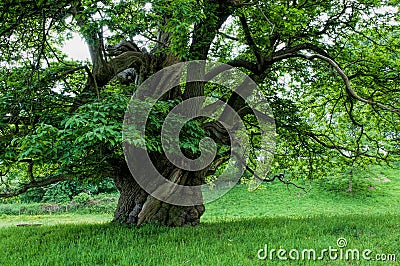 Old Chestnut Tree Stock Photo