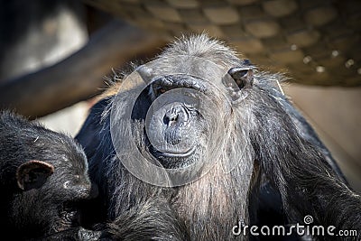 An old Chimpanzee resting in the sunshine Stock Photo