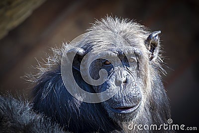 An old Chimpanzee resting in the sunshine while looking into the distance Stock Photo