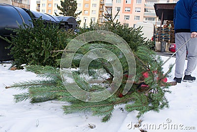 A man throws an old Christmas tree, which he brought on a plastic sleigh to waste containers. Stock Photo