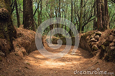 Old cobbled path in the forest, concept of mysterious forest, magic path Stock Photo