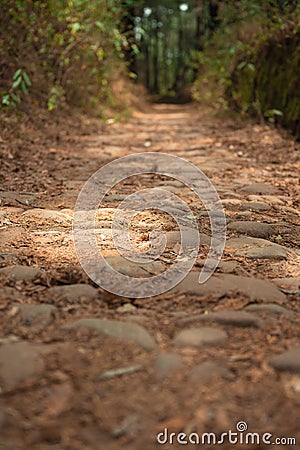 Old cobbled path in the forest, concept of mysterious forest, magic path Stock Photo