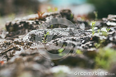 Old cobblestones covered with moss with sprouts sprouting through. Selective focus macro shot with shallow DOF Stock Photo