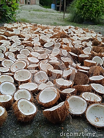 old coconut that is ready to be dried to be used as raw material for oil and cosmetics Stock Photo