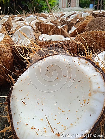 old coconut that is ready to be dried to be used as raw material for oil and cosmetics Stock Photo