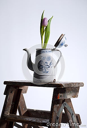 Old coffee can with tulip Stock Photo