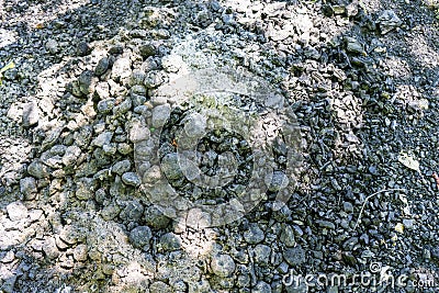 Old cold coal from a grill with ash Stock Photo