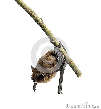 Old common bent-wing bat perched on a branch Stock Photo