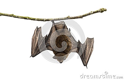 Old common bent-wing bat perched on a branch Stock Photo