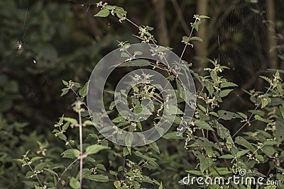 Old Common nettle Stock Photo