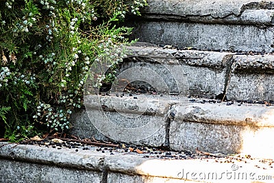 Old concrete grey steps strewn with black berries from the branches of a leaning tree with Stock Photo