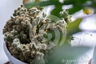 Old concrete grey steps strewn with black berries from the branches of a leaning tree with Stock Photo