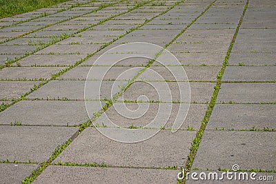 Old concrete slabs of which the road was made in the park, through the sutures the grass grew, a closeup of the old collapsing Stock Photo