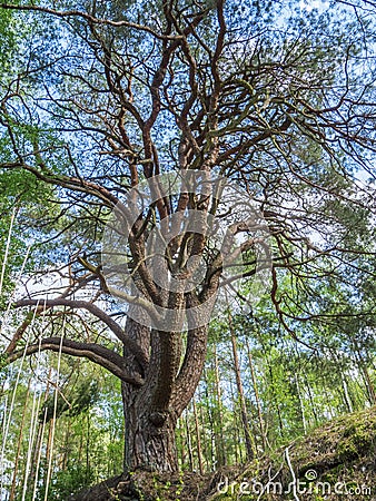 Old conifer near Stock Photo