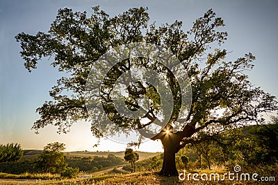 Old Cork oak tree Quercus suber in evening sun, Alentejo Portugal Stock Photo