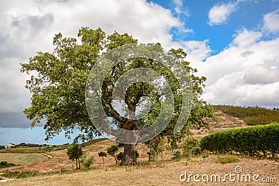 Old Cork oak tree Quercus suber in morning sun light, Alentejo Portugal Europe Stock Photo