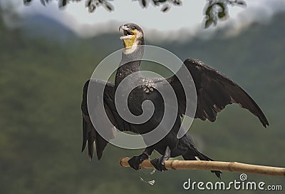 Old cormorant used to catch fish in Xing Ping area.Yangshuo scenery. Stock Photo