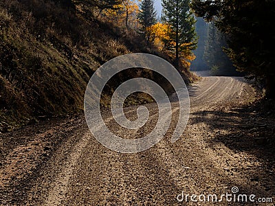 Old Country Dirt Road in Autumn Fall Forest Pine Trees Aspen Stock Photo