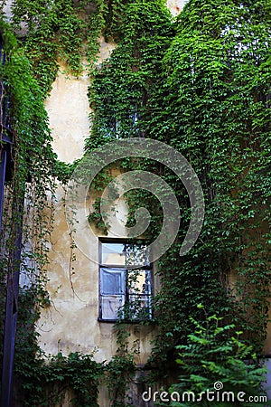 Courtyard with ivy on the wall Stock Photo