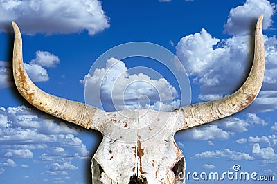 Old Cow Skull. Stock Photo