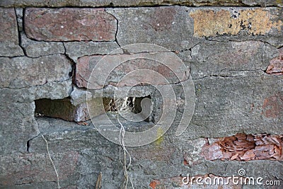 Old cracked brick wall of the house Stock Photo