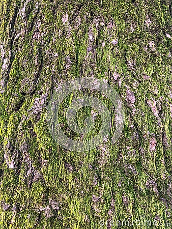 Old cracked mossy tree bark texture with green plant Stock Photo