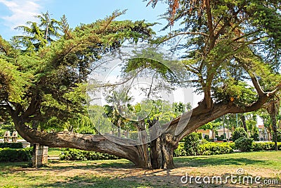 Old cracked tree in city park. Vada, Italy Stock Photo