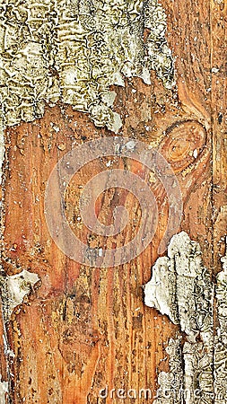 Old cracked wood texture background Stock Photo