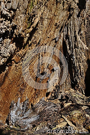 Old cracks ramshackle tree trunk texture, blurry background, vertical close up Stock Photo