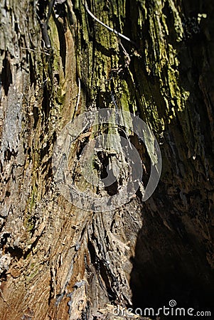 Old cracks ramshackle tree trunk texture, blurry brown, green background, vertical close up Stock Photo