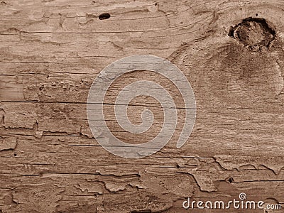 Old crecked wooden Board eaten by worms and beetles in sepia colour. Stock Photo