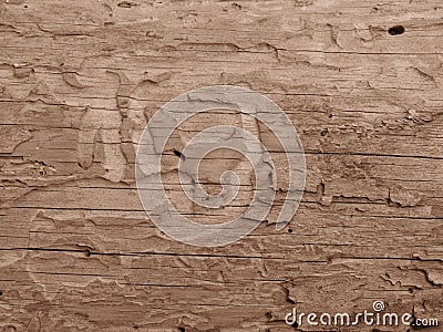 Old crecked wooden Board eaten by worms and beetles in sepia colour. Stock Photo