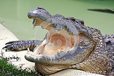 Old Crocodile Stock Photo