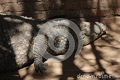 Old crocodile resting to regain strength Stock Photo