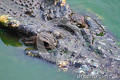 Old crocodiles in a pond. Stock Photo