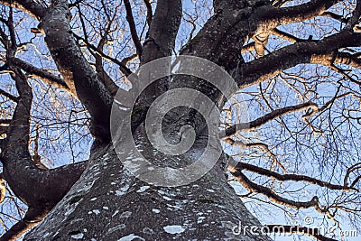 Old, crooked, antlered and bare tree Stock Photo