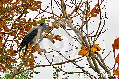 An old crow crows on a tree branch. The bird sits among the yellow autumn foliage. A crow screams on a branch of an old chestnut Stock Photo