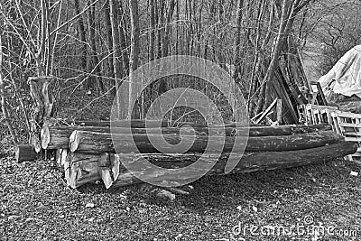 Old cut trees Stock Photo