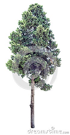 Old cypress tree isolated Stock Photo