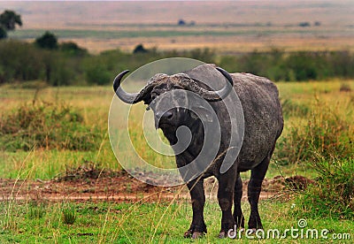 An Old Dager Boy - lone male Cape Buffalo - standing on the african plains Stock Photo